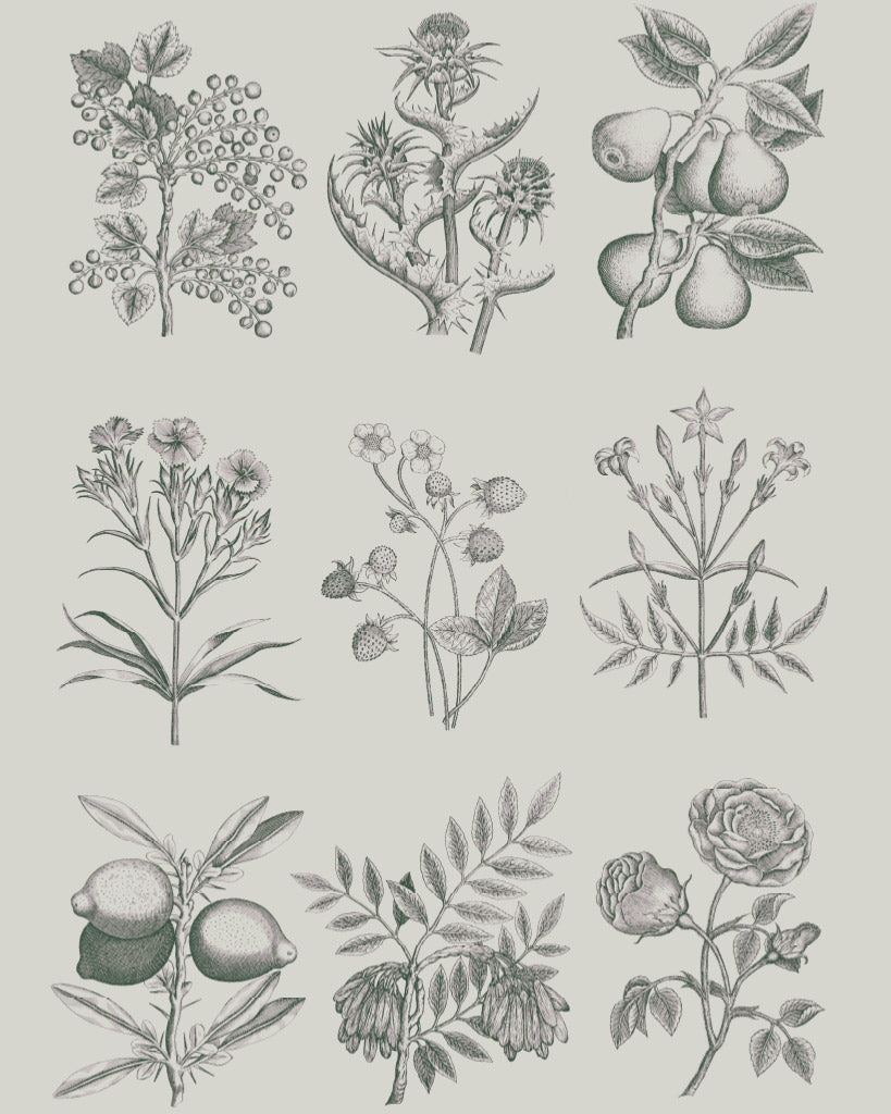 RHS DECOUPAGE PAPER BOTANICAL DRAWINGS